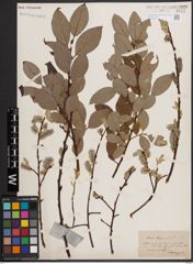 Foto von Salix caprea L.